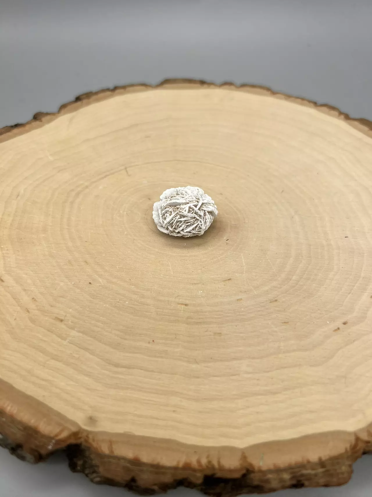 plant/Desert Rose Selenite / Desert Rose Specimen / Gypsum Variety-1