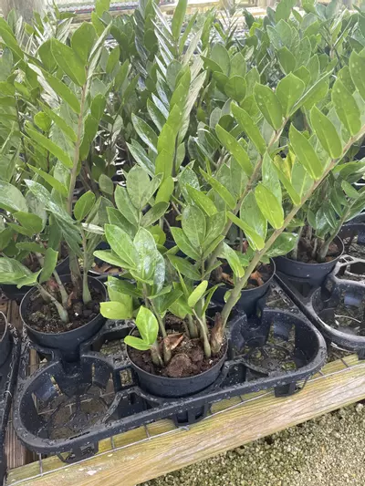 plant/ZZ Plant, Zamioculcas zamiifolia 6" pot, Very Large Healthy aroid palm, Eternity Plant-0-thumbnail