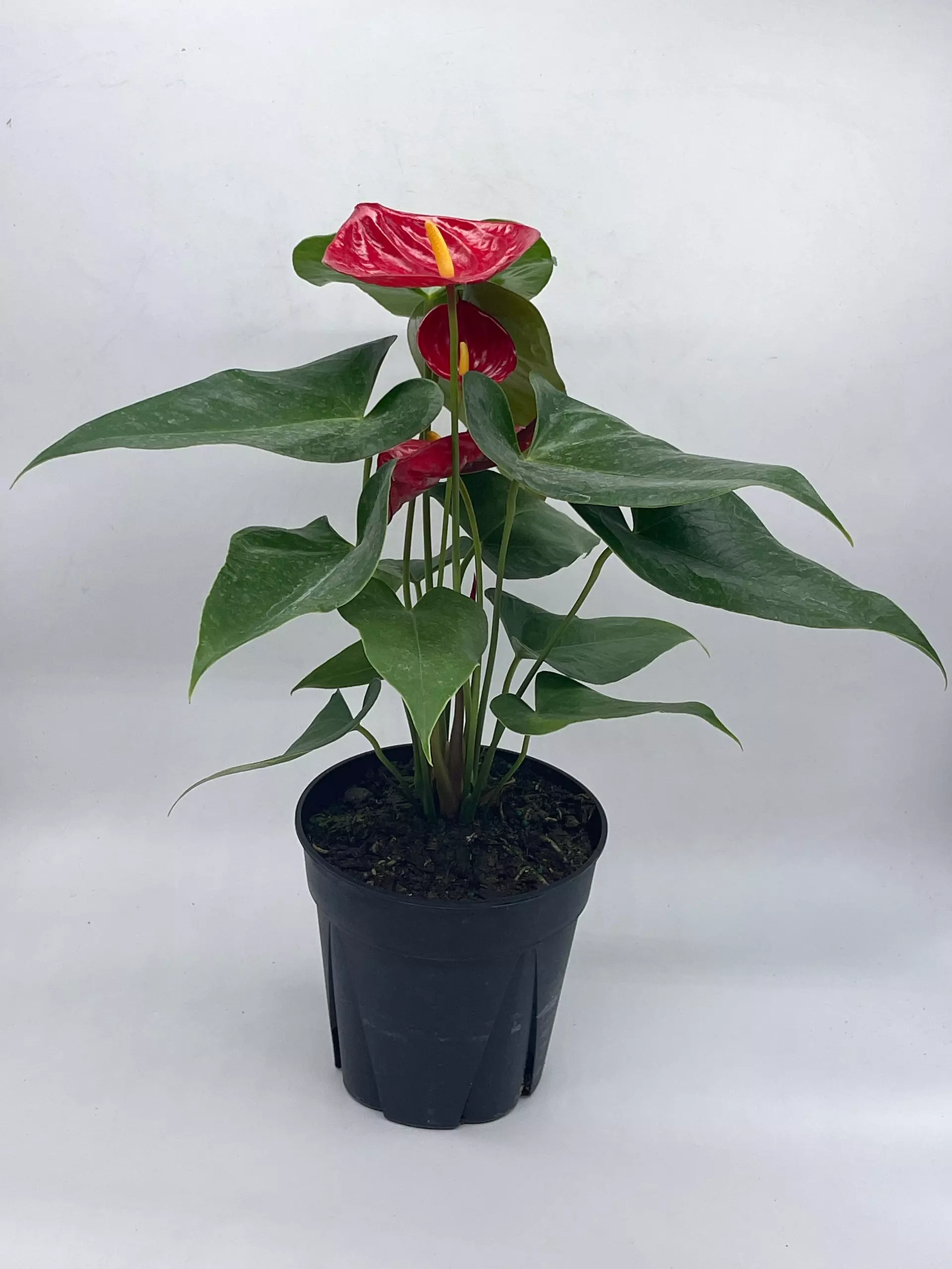 plant/Anthurium Red, 6 inch pot, Huge-1