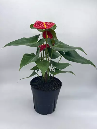 plant/Anthurium Red, 6 inch pot, Huge-1-thumbnail