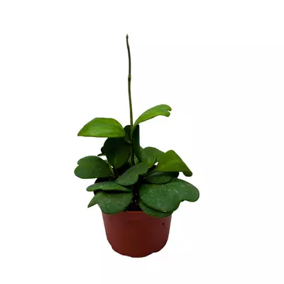 plant/Hoya Kerrii Heart On the Vine, 6 inch pot, All Green Non-Variegated Very long SweetHeart Plant-2-thumbnail