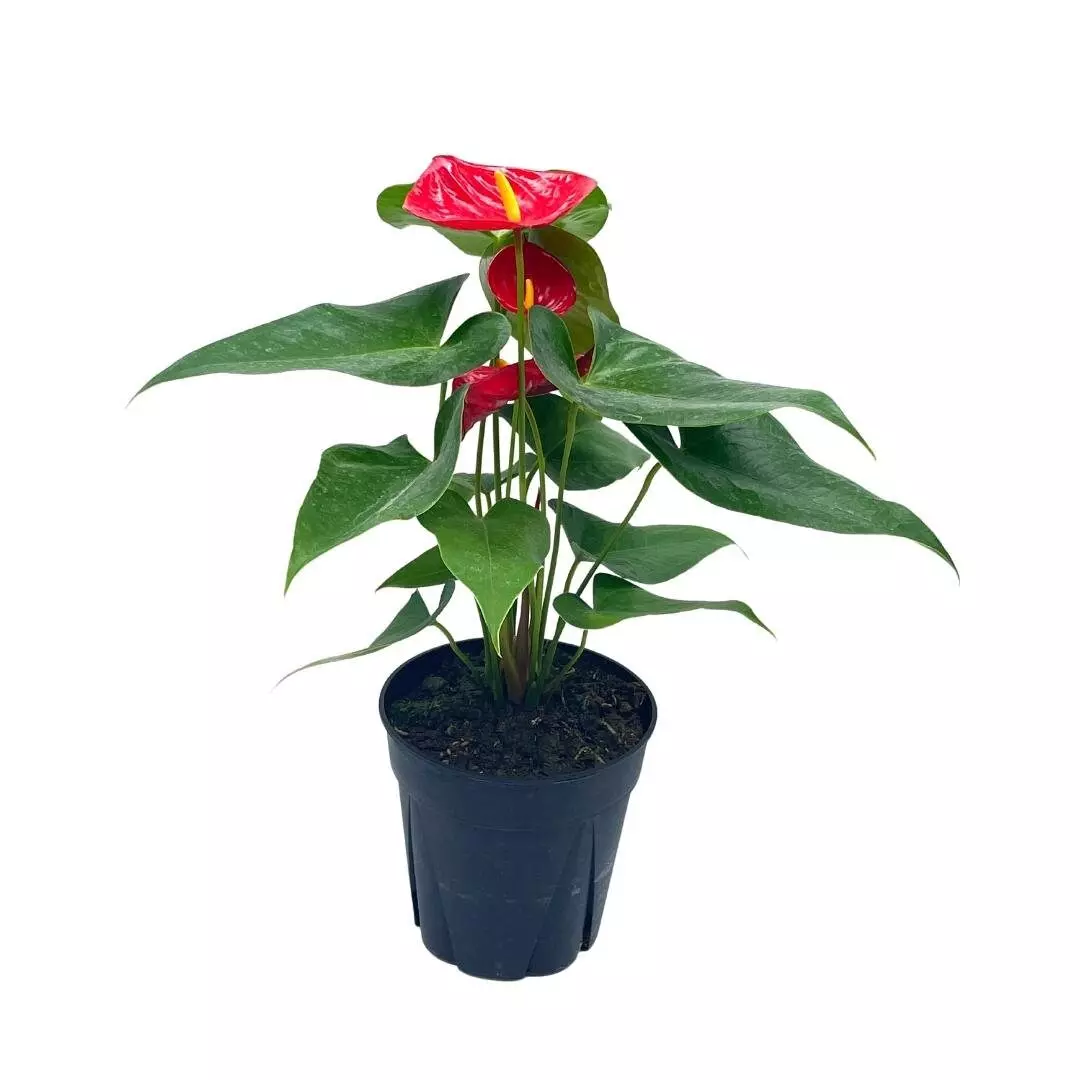 plant/Anthurium Red, 6 inch pot, Huge-0