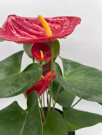 plant/Anthurium Red, 6 inch pot, Huge-8-thumbnail