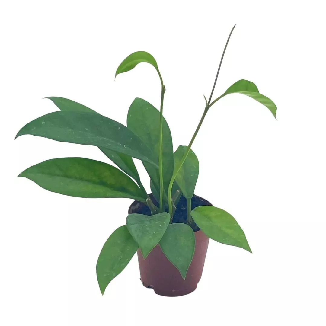 plant/Hoya Pubicalyx in a 2 inch pot, live rooted potted rare succulent-0