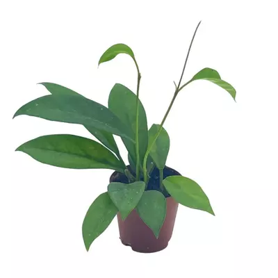 plant/Hoya Pubicalyx in a 2 inch pot, live rooted potted rare succulent-0-thumbnail