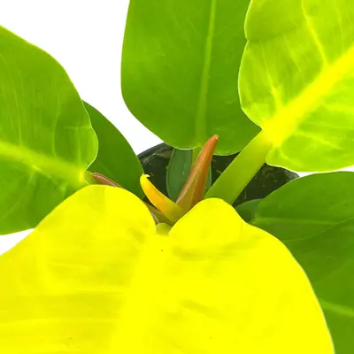 plant/Philodendron Moonlight, 4 inch Imperial Gold, Lime Philo-8-thumbnail