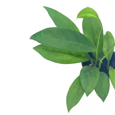 plant/Hoya Pubicalyx in a 2 inch pot, live rooted potted rare succulent-6-thumbnail