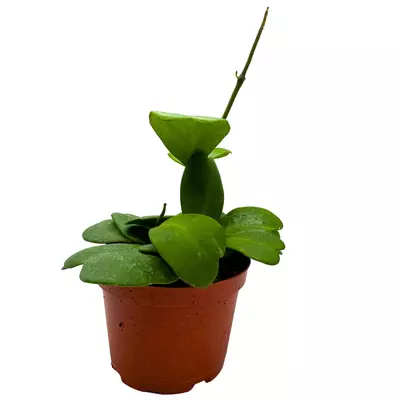 plant/Hoya Kerrii Heart On the Vine, 6 inch pot, All Green Non-Variegated Very long SweetHeart Plant-3-thumbnail