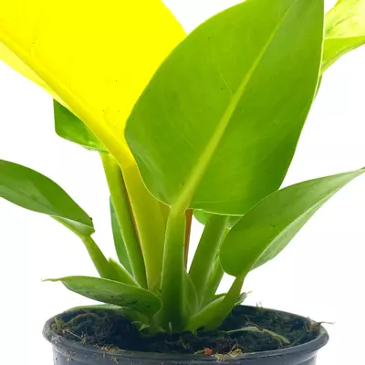 plant/Philodendron Moonlight, 4 inch Imperial Gold, Lime Philo-7-thumbnail