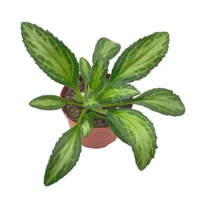 plant/Destiny Gesneriad Primulina dryas, 6 inch African Violet Chirita Plant-2-thumbnail