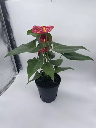 plant/Anthurium Red, 6 inch pot, Huge-7-thumbnail