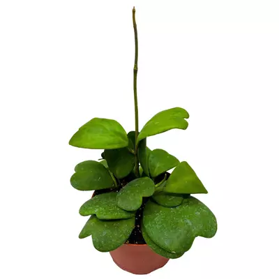plant/Hoya Kerrii Heart On the Vine, 6 inch pot, All Green Non-Variegated Very long SweetHeart Plant-0-thumbnail