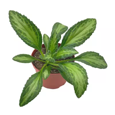 plant/Destiny Gesneriad Primulina dryas, 6 inch African Violet Chirita Plant-0-thumbnail