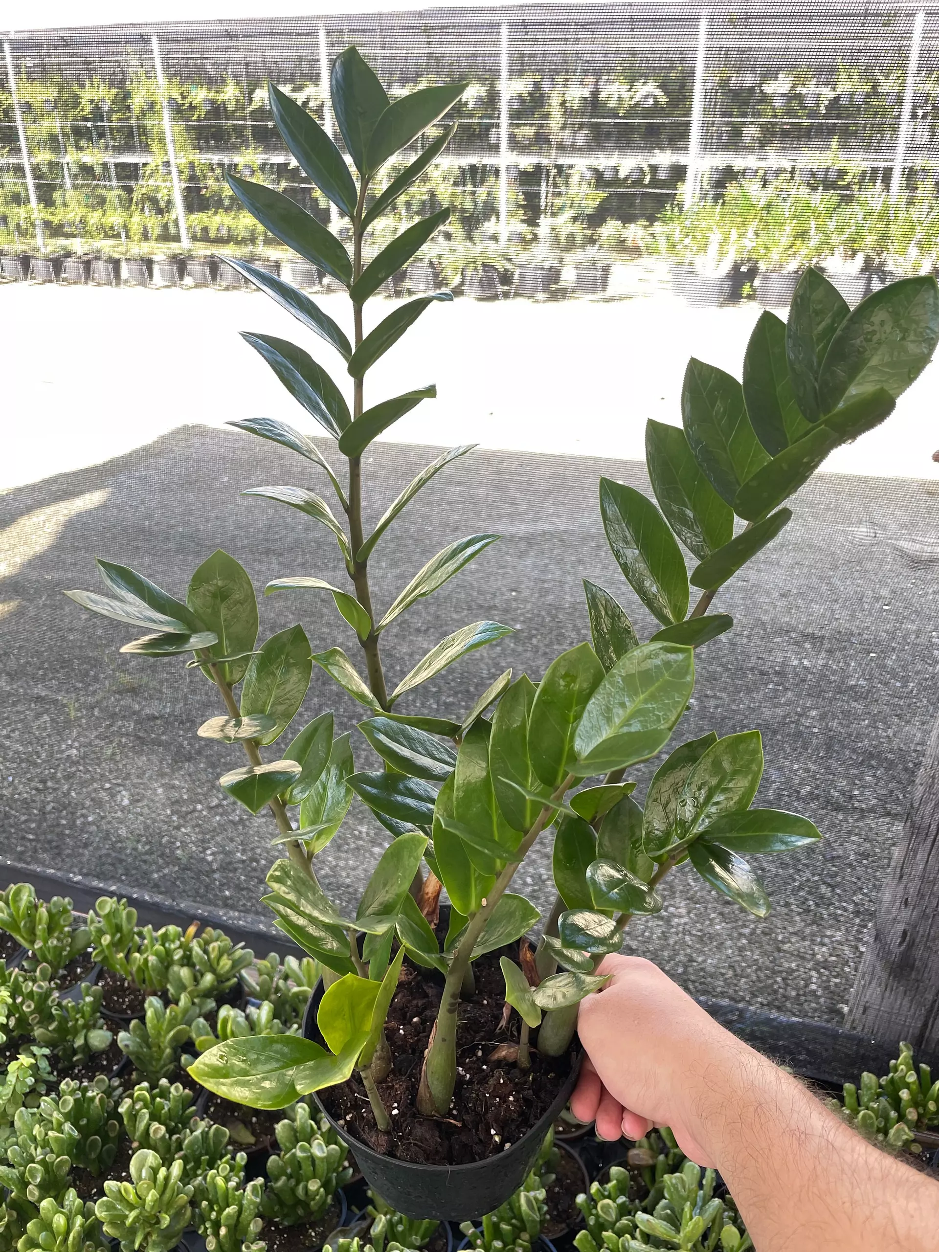 plant/ZZ Plant, Zamioculcas zamiifolia 6" pot, Very Large Healthy aroid palm, Eternity Plant-1