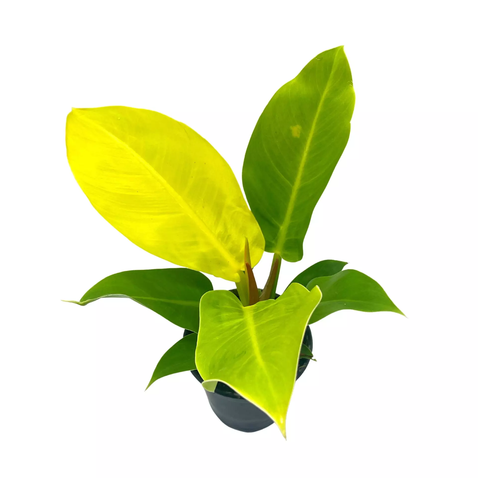 plant/Philodendron Moonlight, 4 inch Imperial Gold, Lime Philo-0