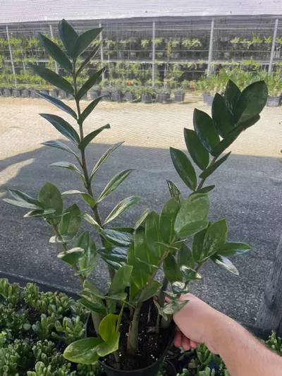 plant/ZZ Plant, Zamioculcas zamiifolia 6" pot, Very Large Healthy aroid palm, Eternity Plant-2-thumbnail
