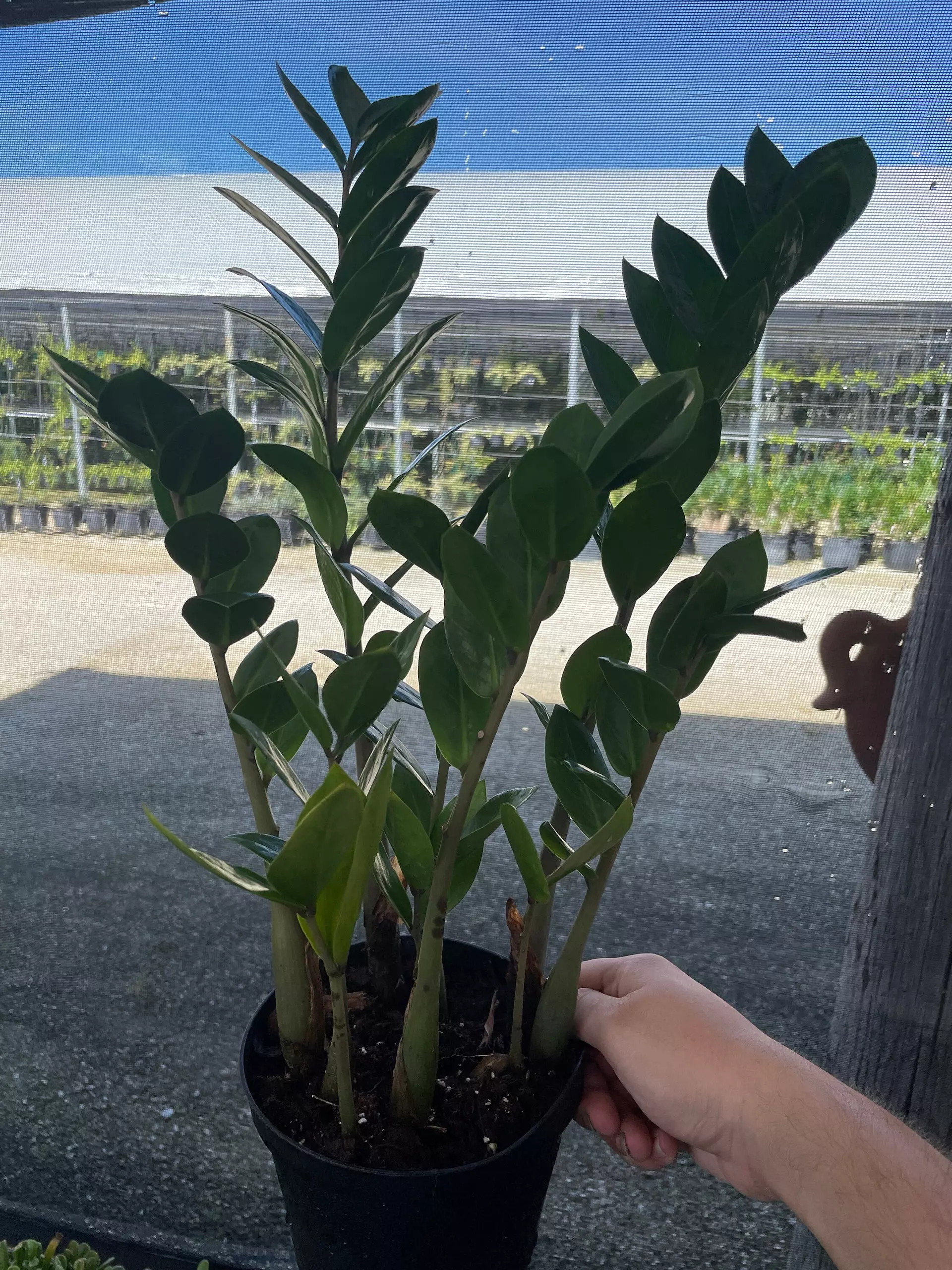 plant/ZZ Plant, Zamioculcas zamiifolia 6" pot, Very Large Healthy aroid palm, Eternity Plant-4