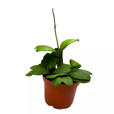 plant/Hoya Kerrii Heart On the Vine, 6 inch pot, All Green Non-Variegated Very long SweetHeart Plant-4-thumbnail