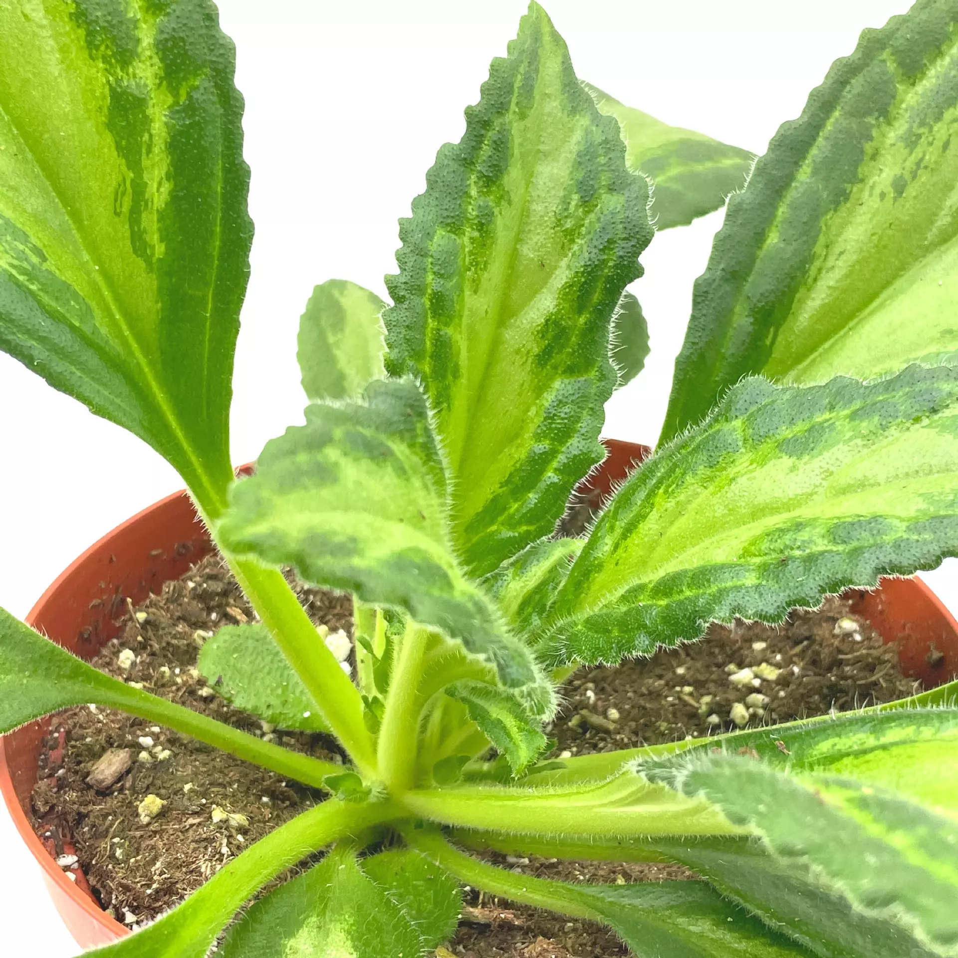 plant/Destiny Gesneriad Primulina dryas, 6 inch African Violet Chirita Plant-1