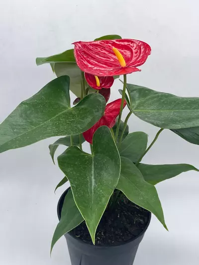 plant/Anthurium Red, 6 inch pot, Huge-3-thumbnail