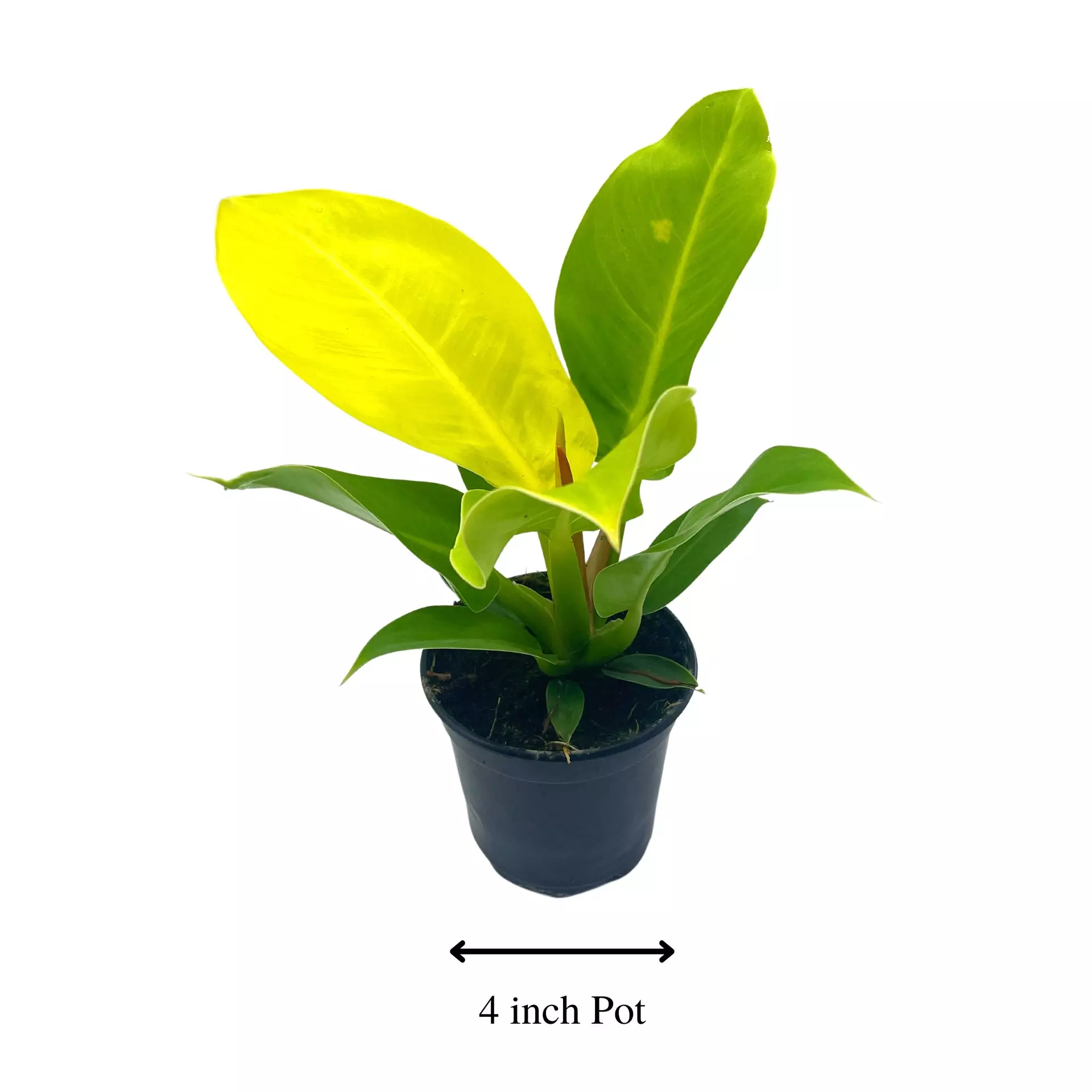 plant/Philodendron Moonlight, 4 inch Imperial Gold, Lime Philo-1