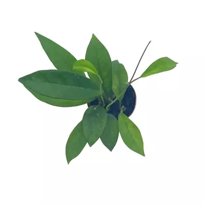 plant/Hoya Pubicalyx in a 2 inch pot, live rooted potted rare succulent-1-thumbnail