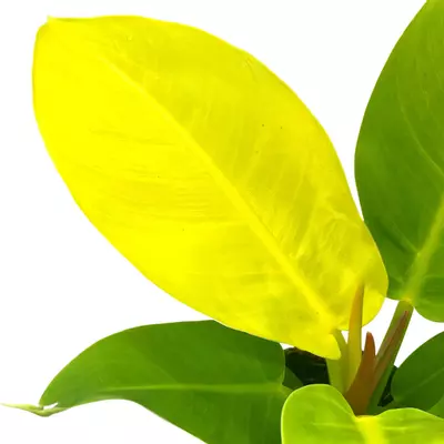 plant/Philodendron Moonlight, 4 inch Imperial Gold, Lime Philo-4-thumbnail