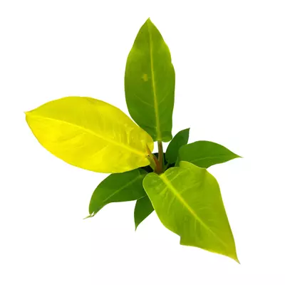 plant/Philodendron Moonlight, 4 inch Imperial Gold, Lime Philo-6-thumbnail