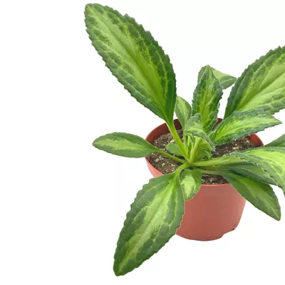 plant/Destiny Gesneriad Primulina dryas, 6 inch African Violet Chirita Plant-5-thumbnail