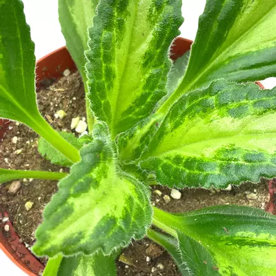 plant/Destiny Gesneriad Primulina dryas, 6 inch African Violet Chirita Plant-6-thumbnail