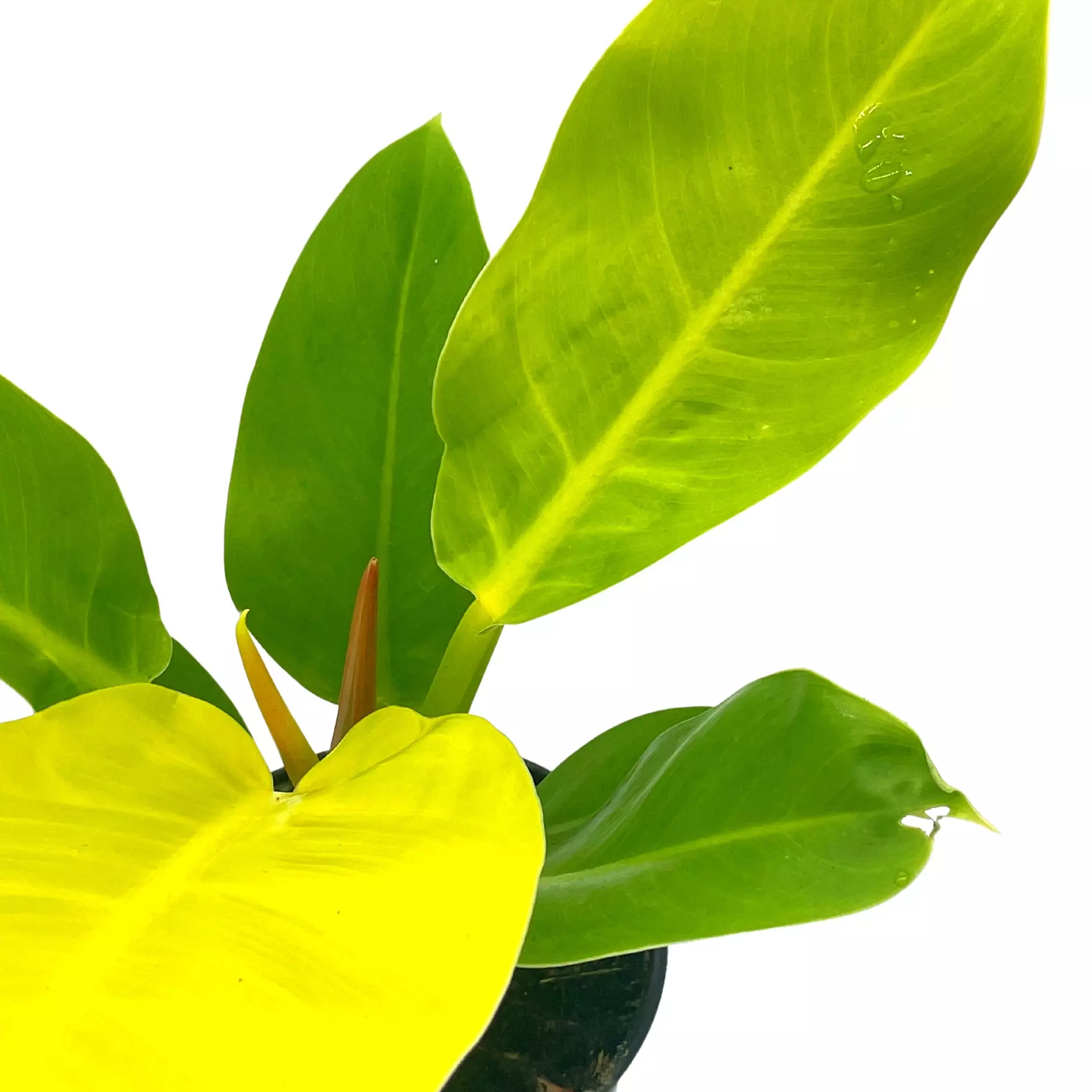 plant/Philodendron Moonlight, 4 inch Imperial Gold, Lime Philo-9