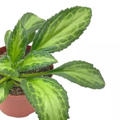 plant/Destiny Gesneriad Primulina dryas, 6 inch African Violet Chirita Plant-9-thumbnail