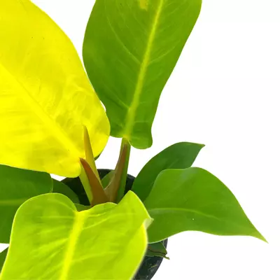 plant/Philodendron Moonlight, 4 inch Imperial Gold, Lime Philo-3-thumbnail