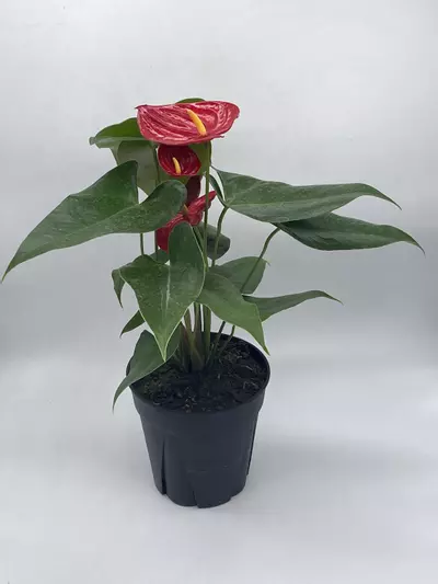 plant/Anthurium Red, 6 inch pot, Huge-5-thumbnail