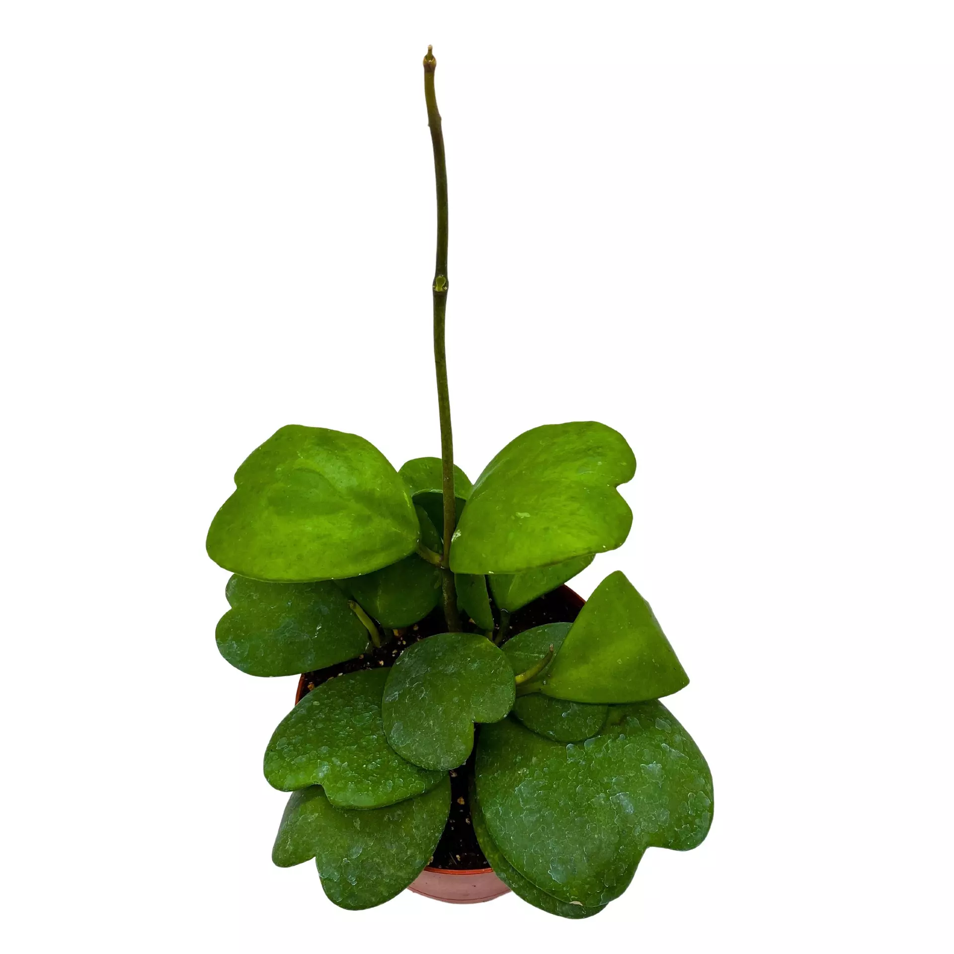 plant/Hoya Kerrii Heart On the Vine, 6 inch pot, All Green Non-Variegated Very long SweetHeart Plant-5