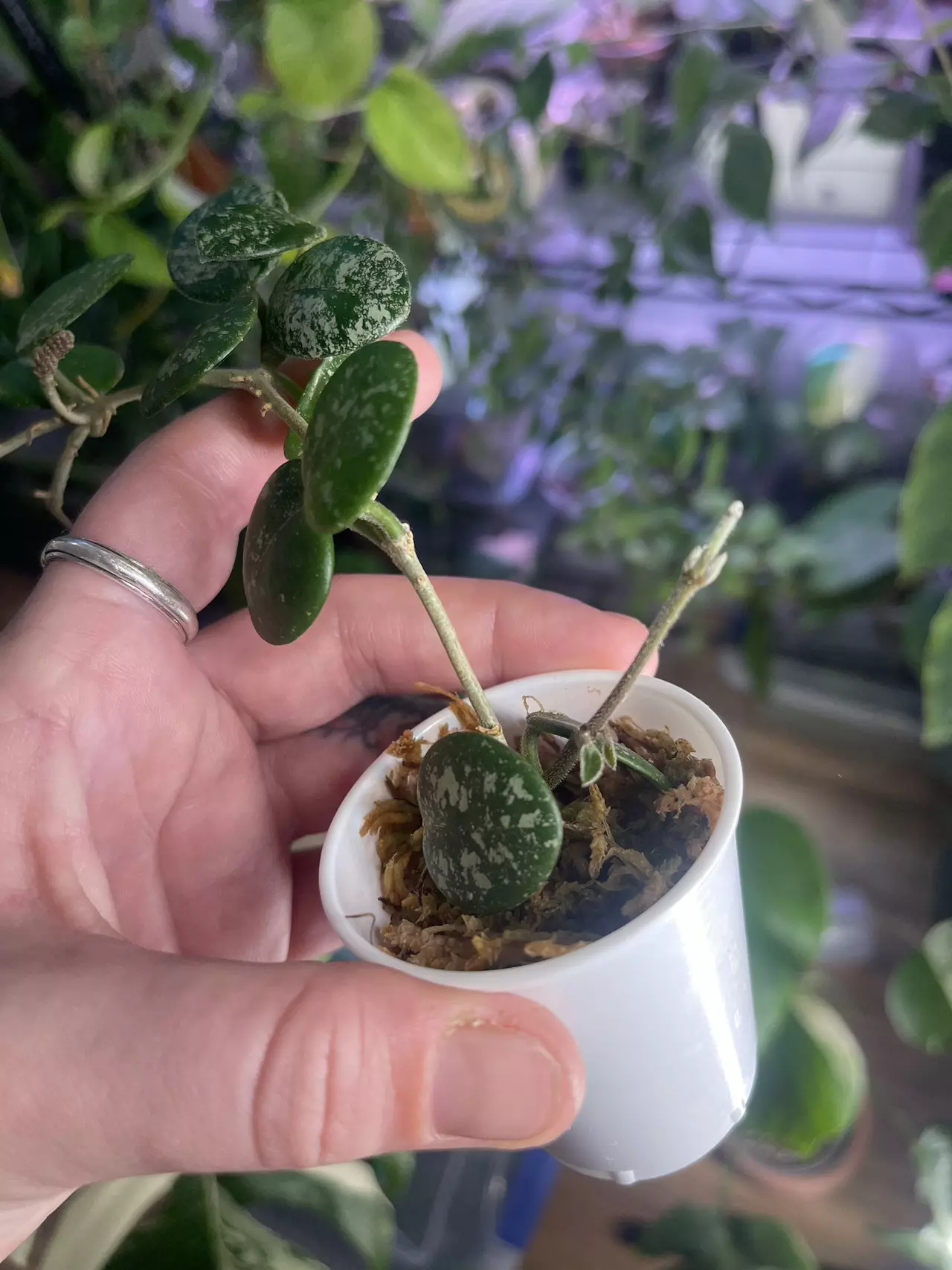 plant/Hoya Mathilde with mature peduncle-3