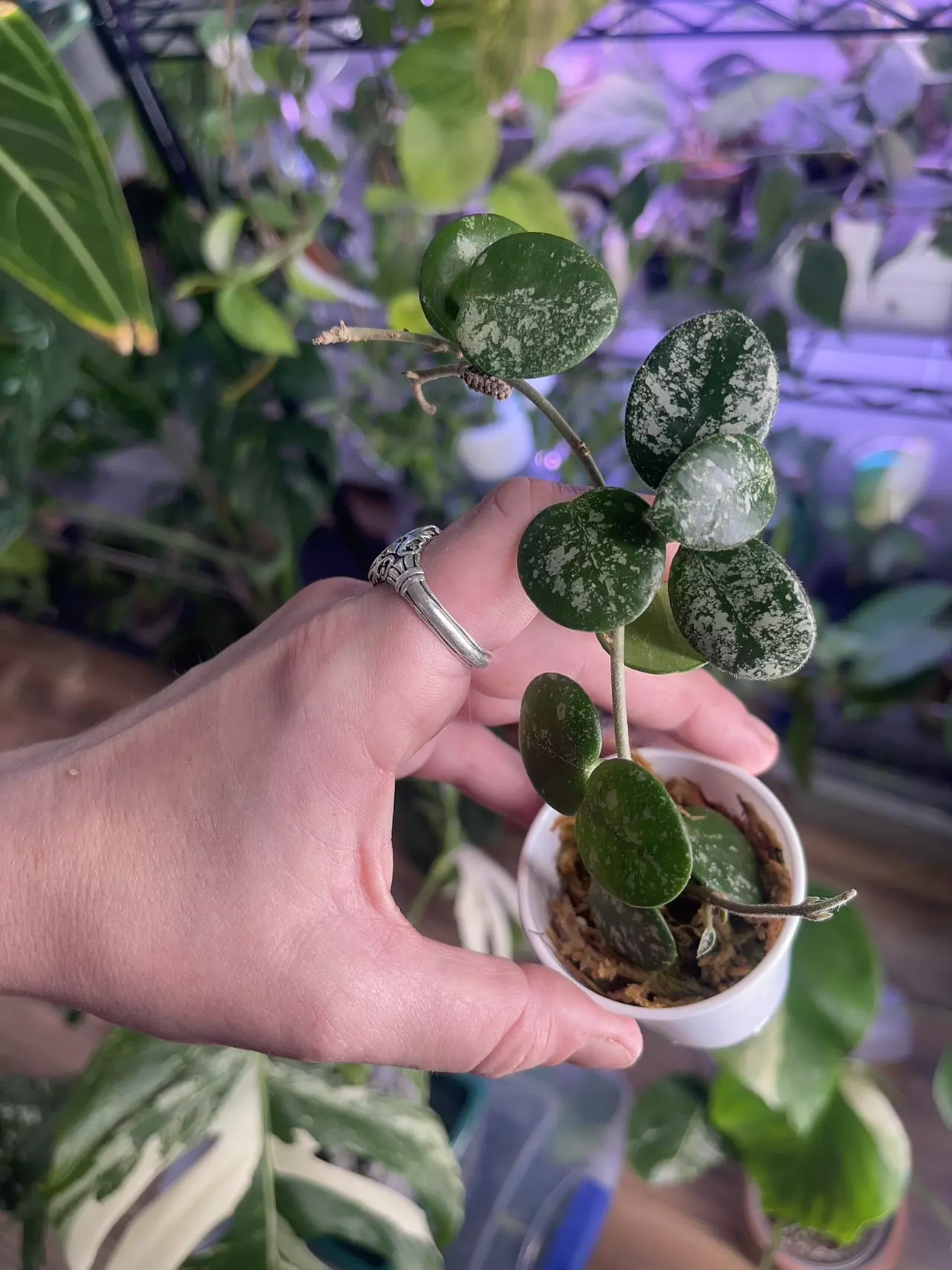 plant/Hoya Mathilde with mature peduncle-1
