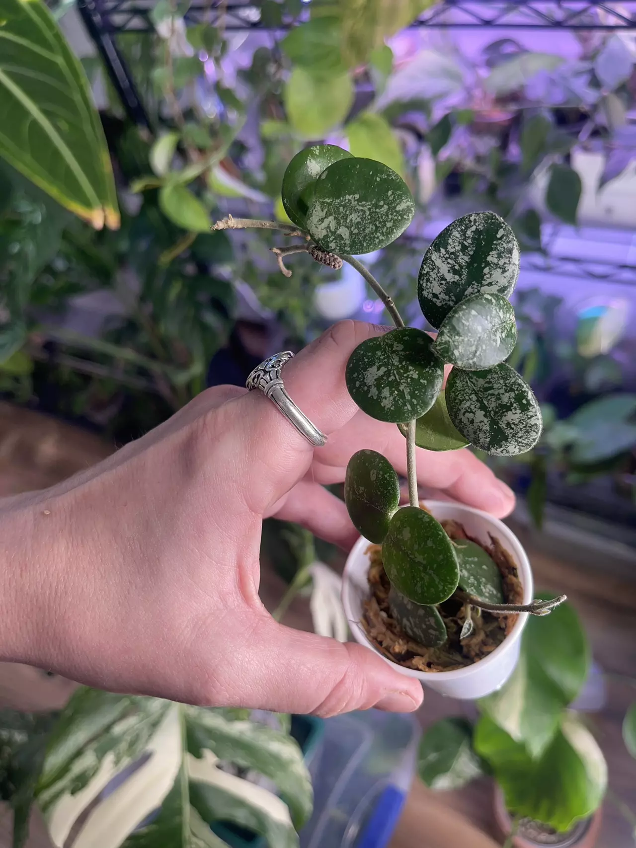 plant/Hoya Mathilde with mature peduncle-0