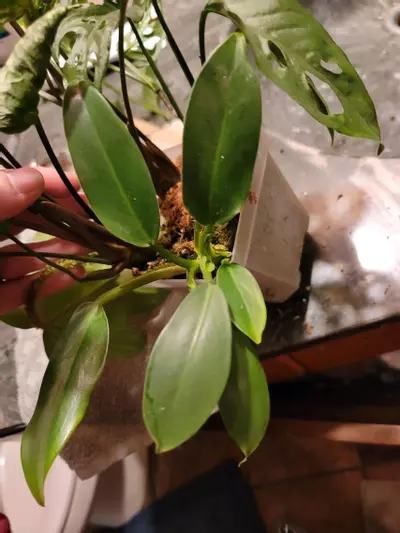 plant/Wend ime-0-thumbnail