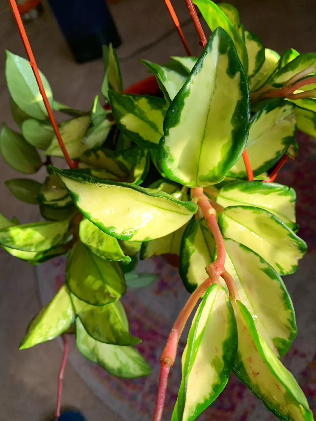 plant/Hoya Krimson Princess-0