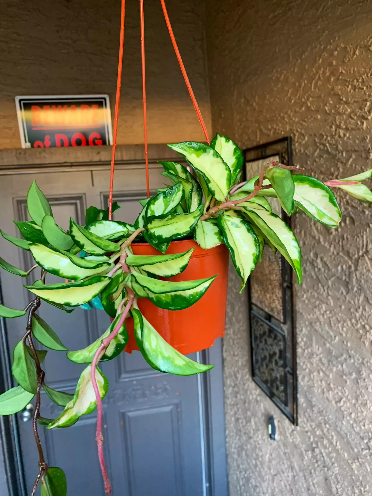 plant/Hoya Krimson Princess-3