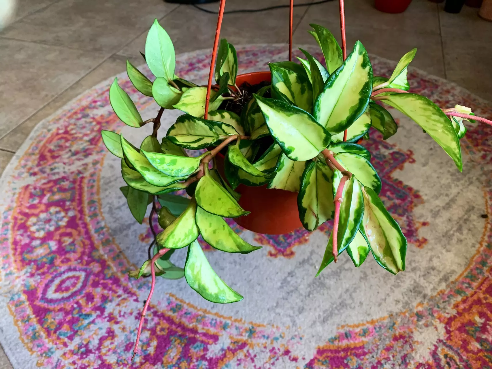 plant/Hoya Krimson Princess-1