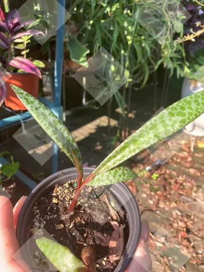 plant/Silver Squill-3-thumbnail