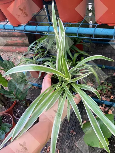 plant/Spider Plants Reverse Varigation-0-thumbnail