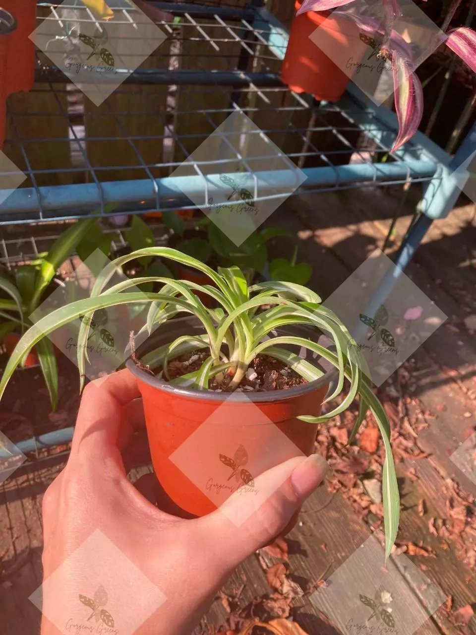 plant/Spider plants "Curly Bonnie"-1