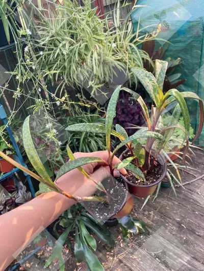 plant/Silver Squill-1-thumbnail