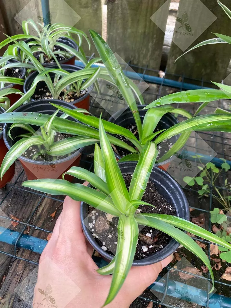 plant/Spider plants "Hawaiian"-0