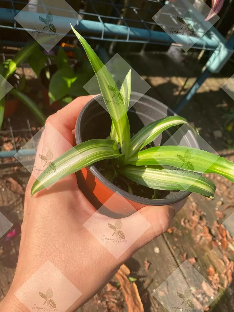 plant/Spider plants "Hawaiian"-2