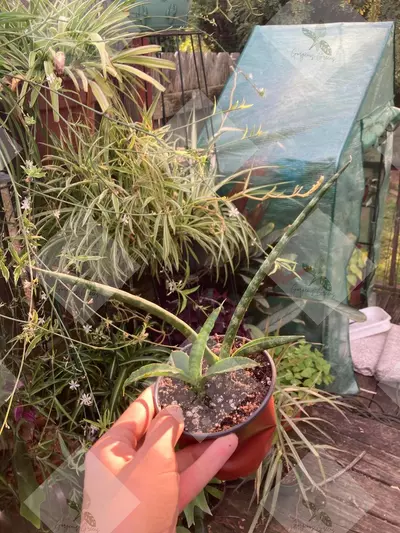 plant/Silver Squill-0-thumbnail