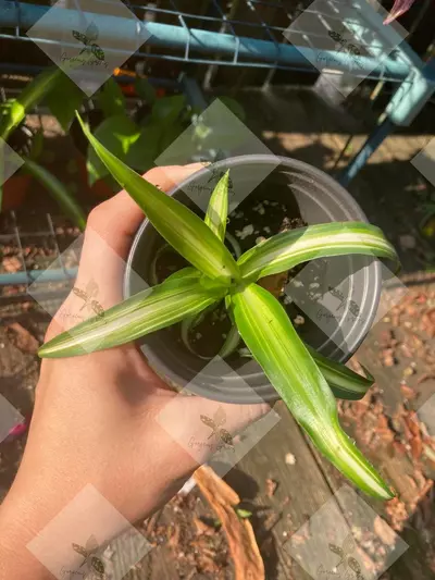 plant/Spider plants "Hawaiian"-1-thumbnail